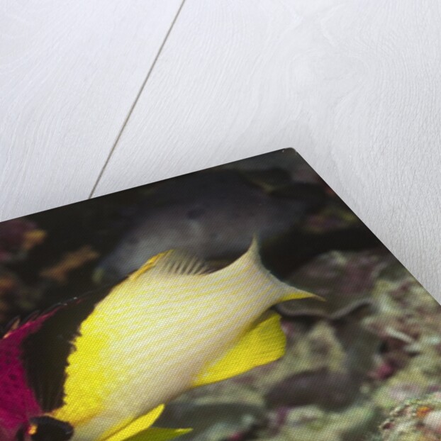 Blackbelt Hogfish by Anonymous