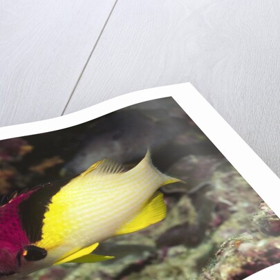 Blackbelt Hogfish by Anonymous