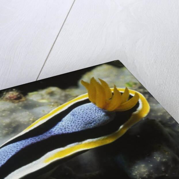 Anna's Chromodoris by Anonymous