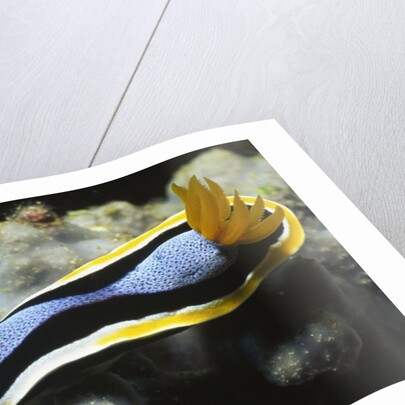 Anna's Chromodoris by Anonymous