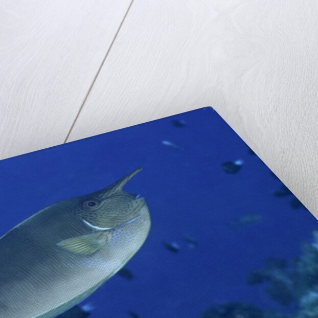 Spotted Unicornfish by Anonymous