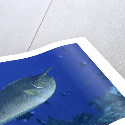 Spotted Unicornfish by Anonymous