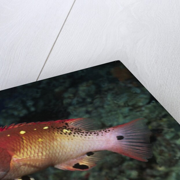 Diana's Hogfish by Anonymous