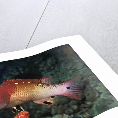 Diana's Hogfish by Anonymous