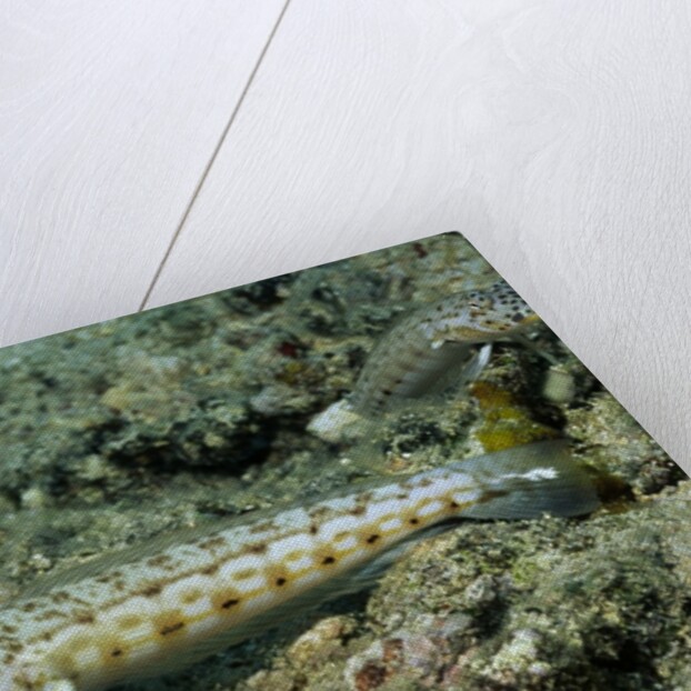 Latticed Sandperch by Anonymous