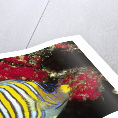 Regal Angelfish by Anonymous