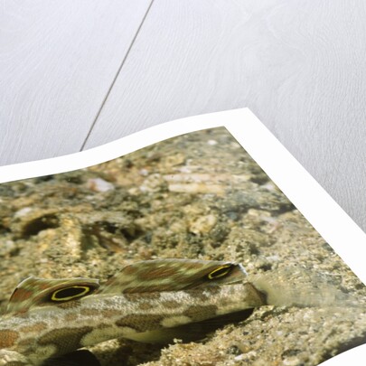 Signal Goby by Anonymous