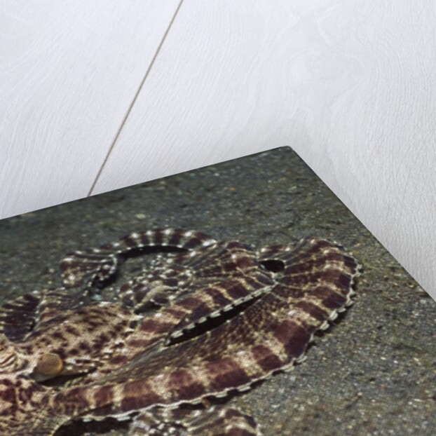 Mimic Octopus by Anonymous
