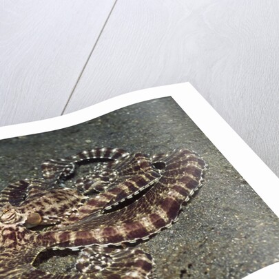 Mimic Octopus by Anonymous