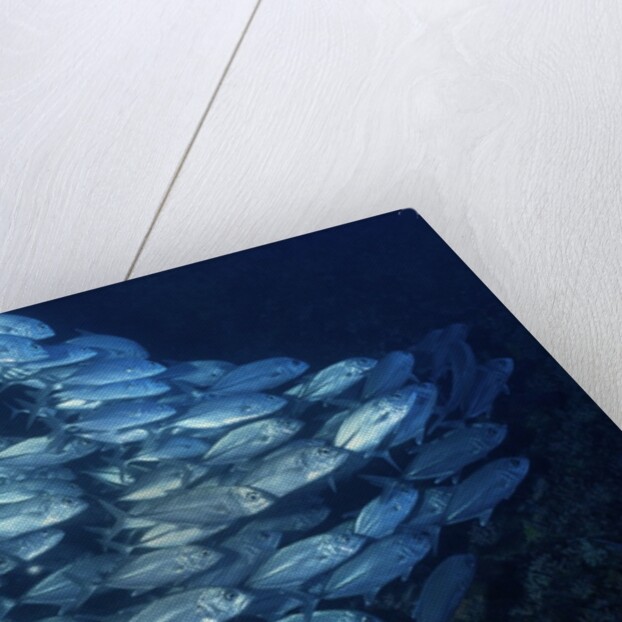School of Bigeye Trevally by Anonymous