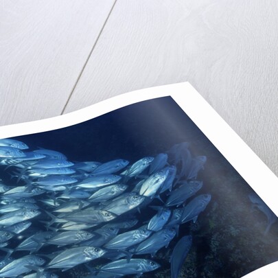 School of Bigeye Trevally by Anonymous