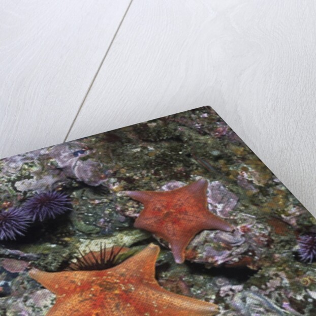 Bat Stars with Purple Sea Urchins by Anonymous