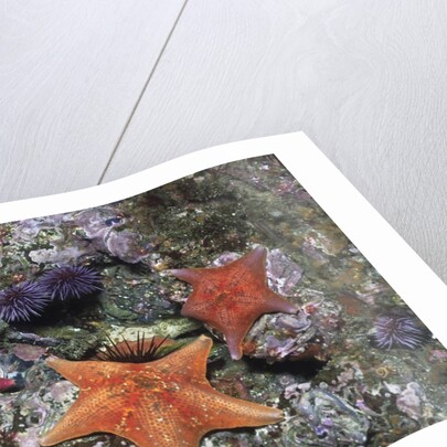 Bat Stars with Purple Sea Urchins by Anonymous
