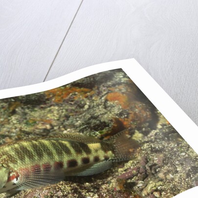 Barred Serrano by Anonymous