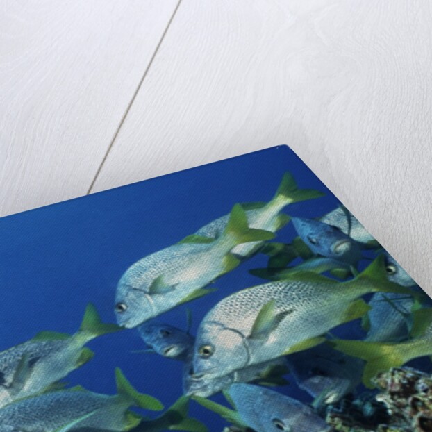 Yellowtail Grunt school by Anonymous