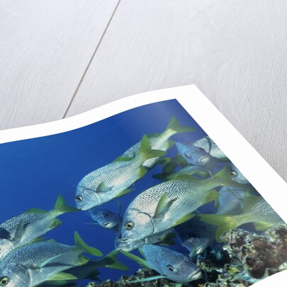 Yellowtail Grunt school by Anonymous