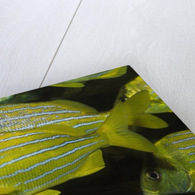 Panamic Porkfish by Anonymous