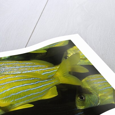Panamic Porkfish by Anonymous