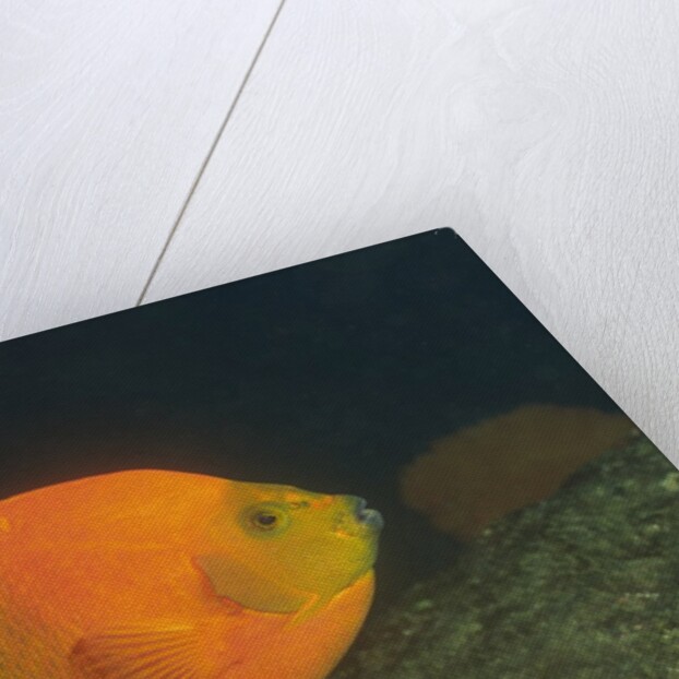 Clarion Angelfish by Anonymous