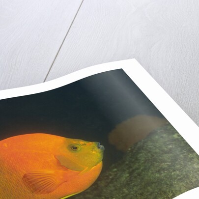 Clarion Angelfish by Anonymous
