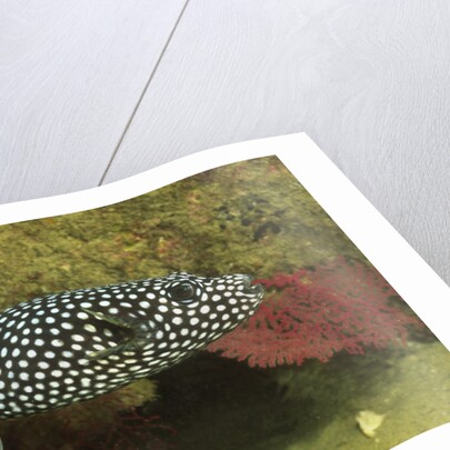 Guineafowl Puffer by Anonymous
