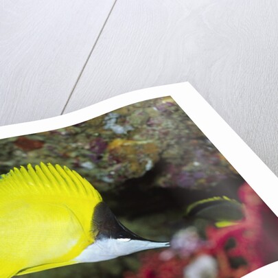 Longnose Butterflyfish by Anonymous