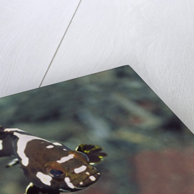 Juvenile Oriental Sweetlips by Anonymous