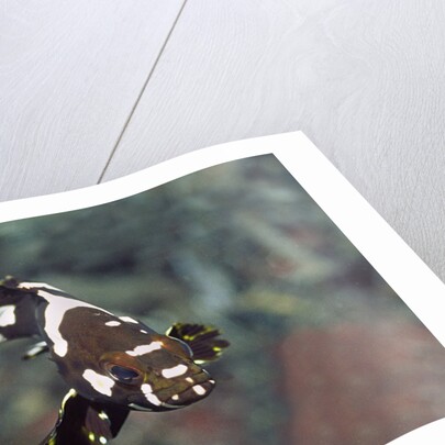 Juvenile Oriental Sweetlips by Anonymous