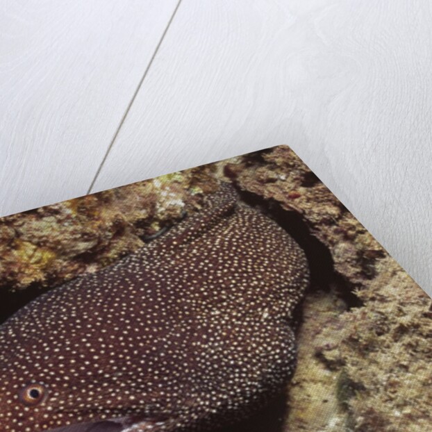 Whitemouth Moray Eel by Anonymous