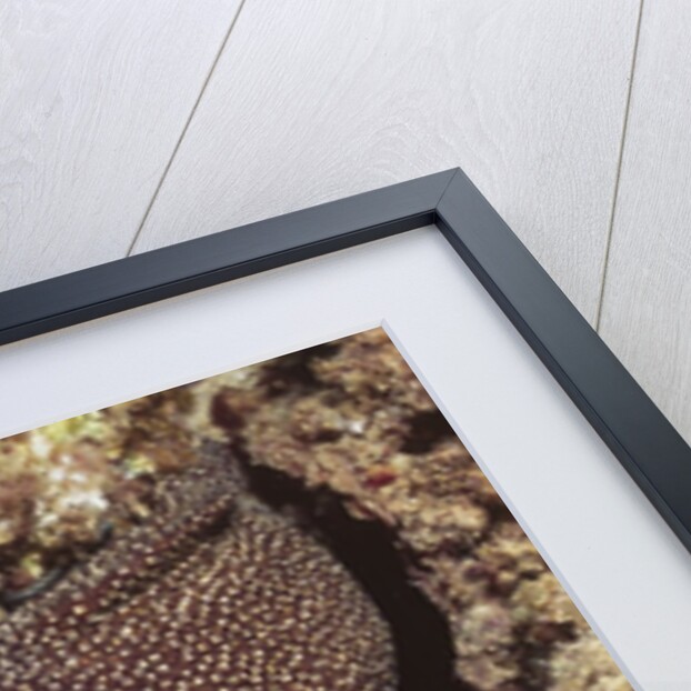 Whitemouth Moray Eel by Anonymous