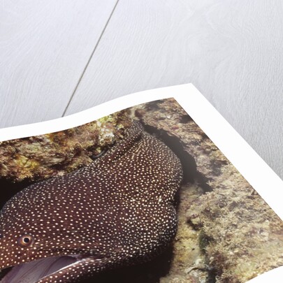 Whitemouth Moray Eel by Anonymous