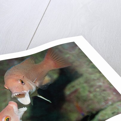 California Sheephead fighting by Anonymous