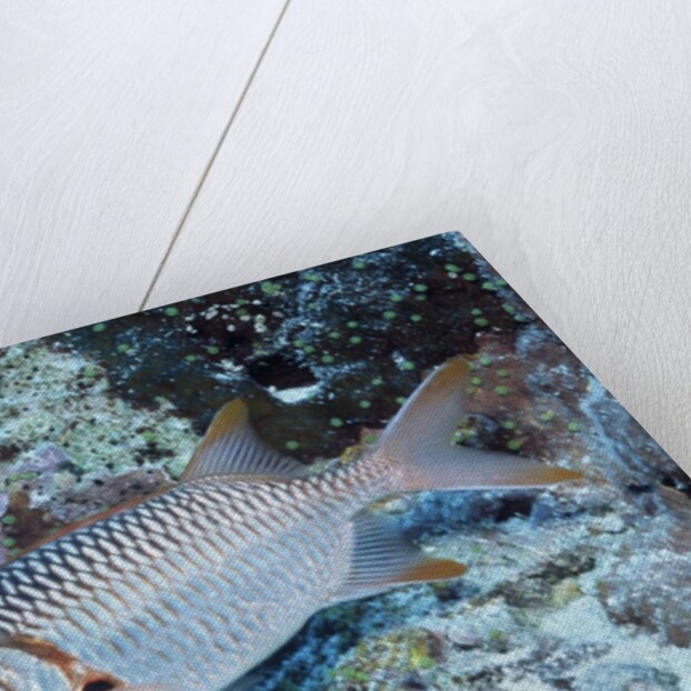 Splendid Squirrelfish by Anonymous