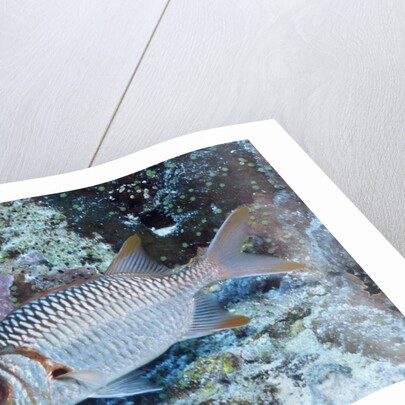 Splendid Squirrelfish by Anonymous
