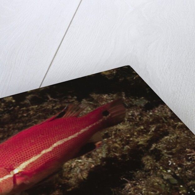 Juvenile California Sheephead by Anonymous