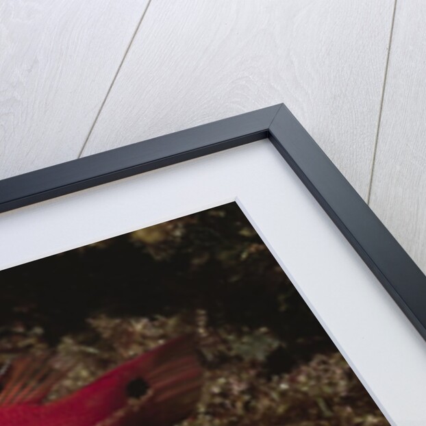 Juvenile California Sheephead by Anonymous