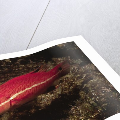 Juvenile California Sheephead by Anonymous