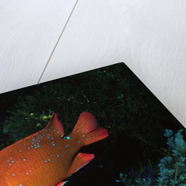 Juvenile Garabaldi by Anonymous