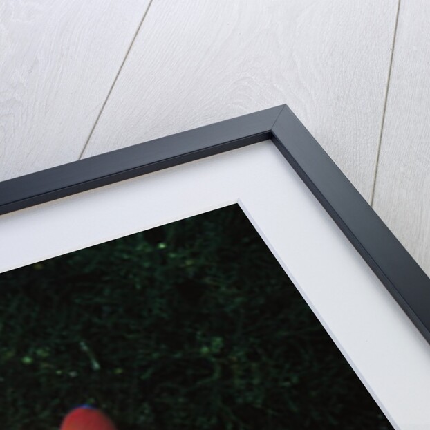 Juvenile Garabaldi by Anonymous