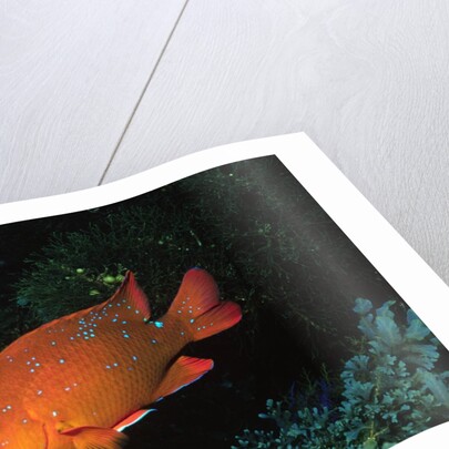 Juvenile Garabaldi by Anonymous