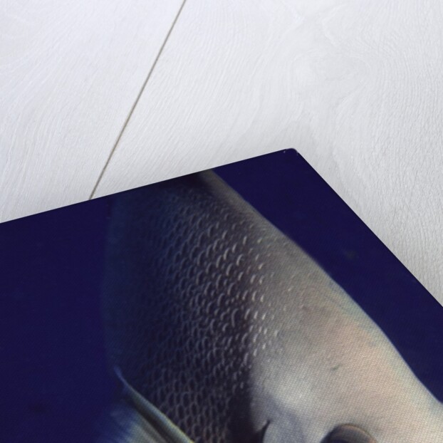 Gray Angelfish closeup by Anonymous