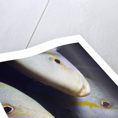 Closeup of Yellowtail Snappers by Anonymous