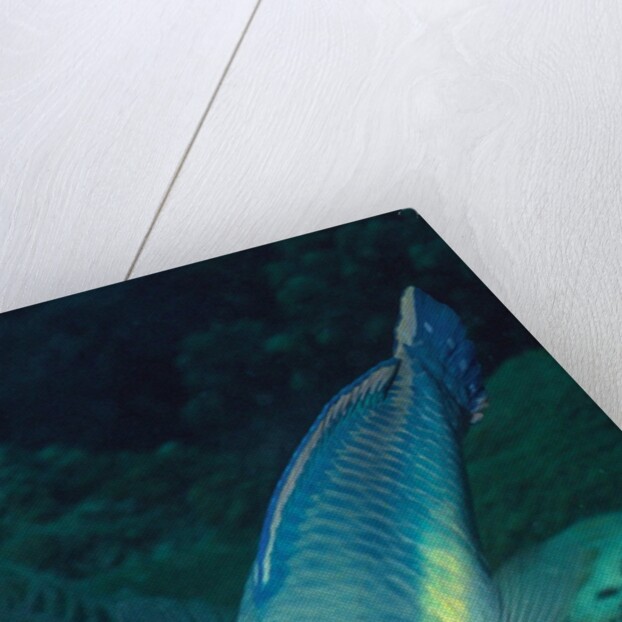 Princess Parrotfish by Anonymous