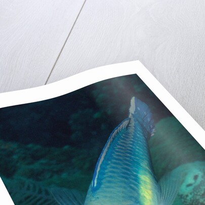Princess Parrotfish by Anonymous