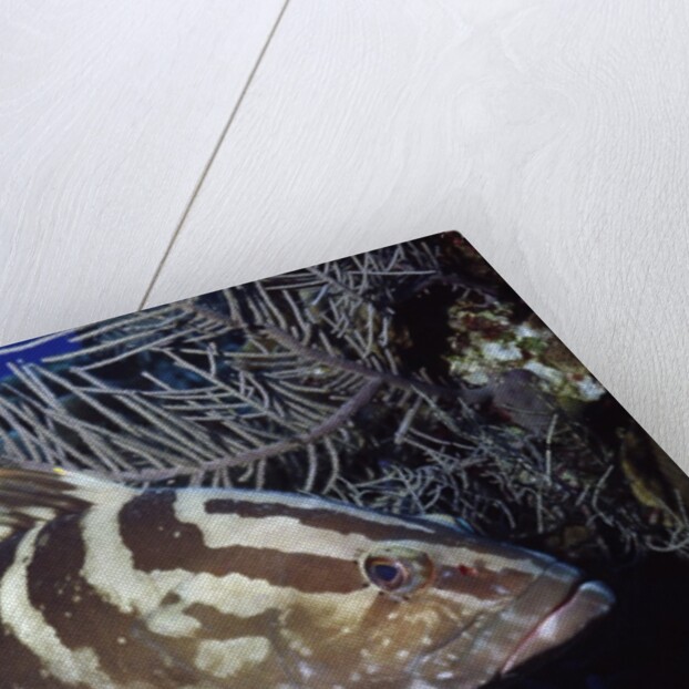 Nassau Grouper by Anonymous