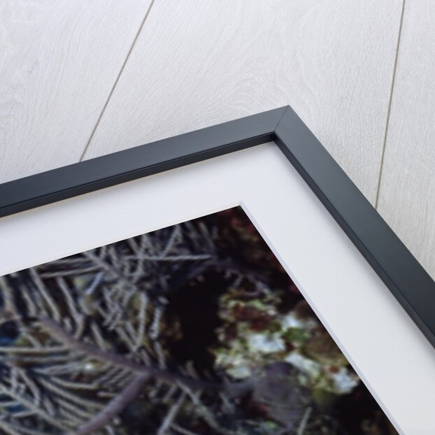 Nassau Grouper by Anonymous