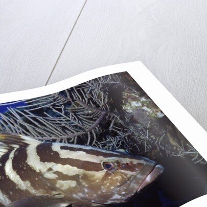 Nassau Grouper by Anonymous