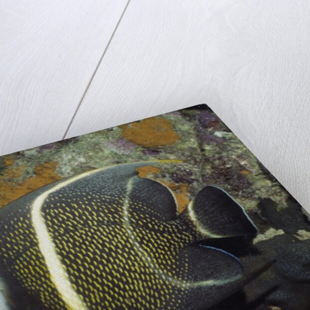 Intermediate form French Angelfish by Anonymous