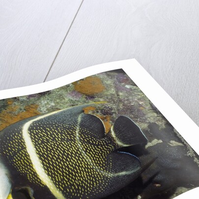 Intermediate form French Angelfish by Anonymous