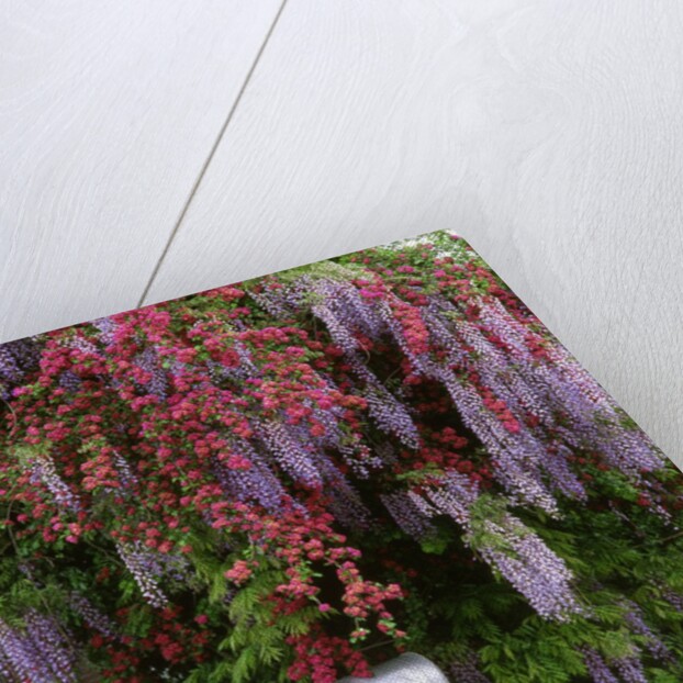 Wisteria blooms & Hawthorn tree blossoms by Anonymous